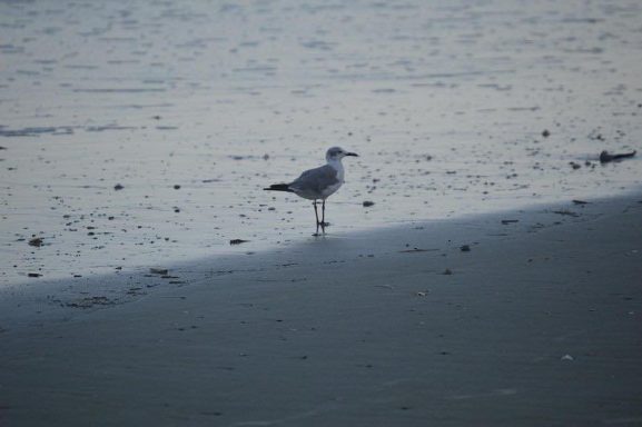 Bird at Hilton Head